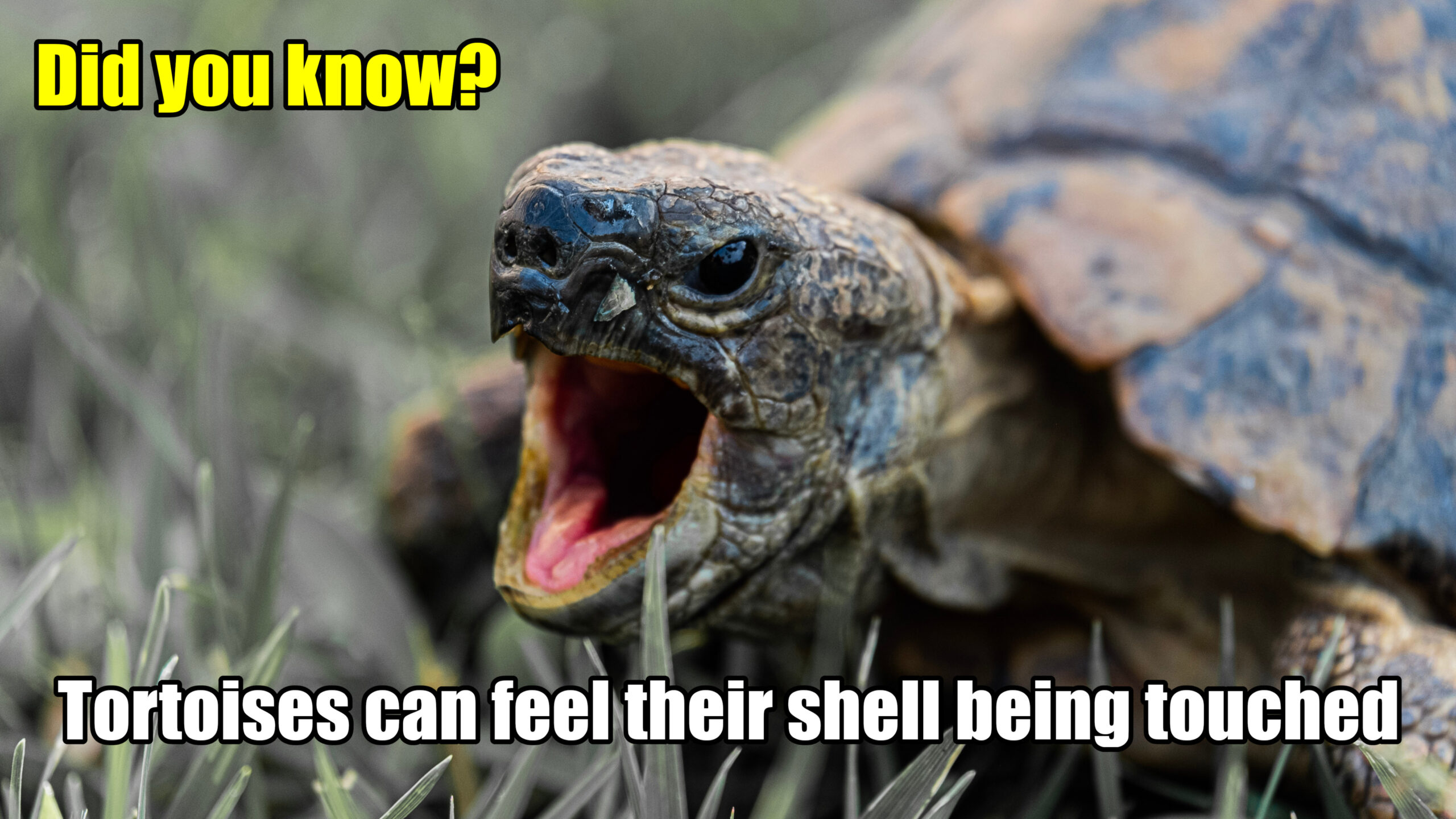 Did you know that tortoises can feel when their shells are being